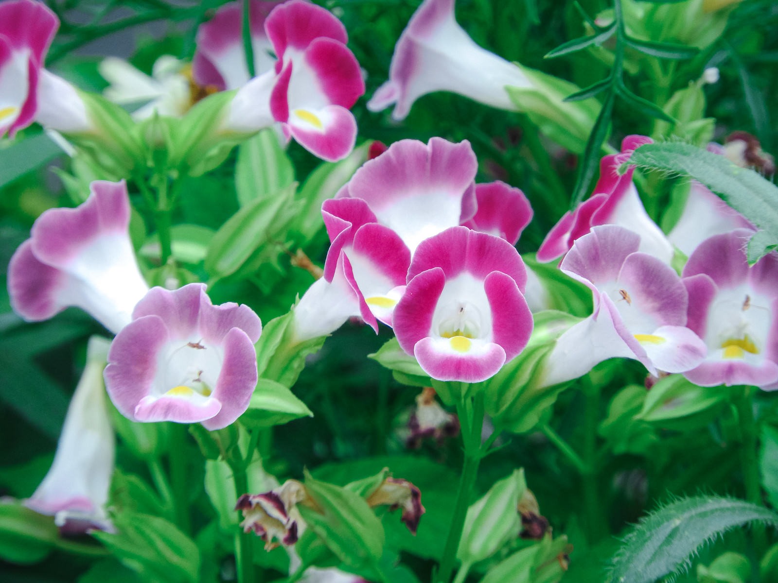 トレニアの花