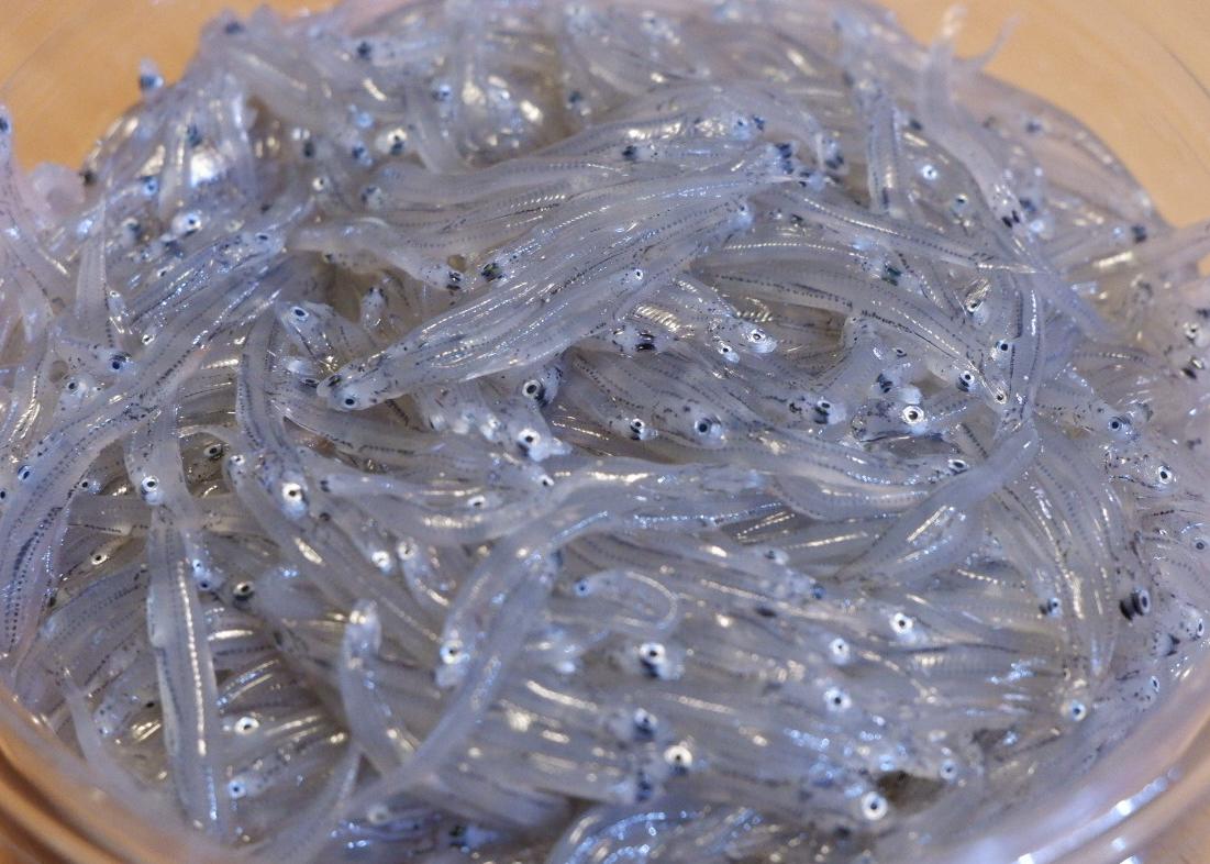 NEW定番】 生しらす様専用の通販 by ちゃんるー2号機|ラクマ www