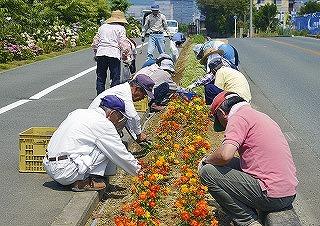道路沿いの花壇の植え替え作業している写真