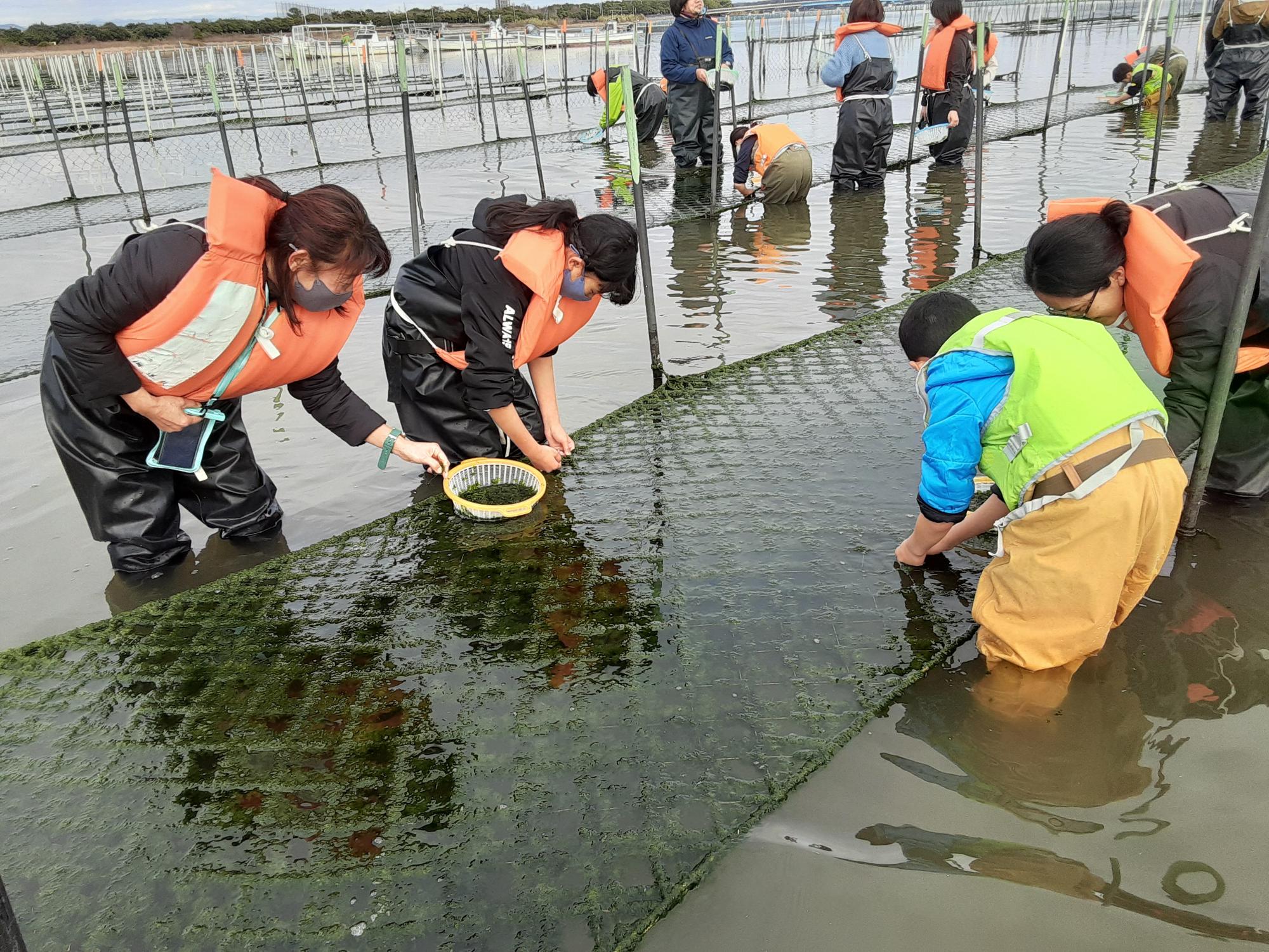 海苔つみの様子