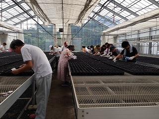 花いっぱい運動い参加している方々がビニールハウスで播種をしている写真
