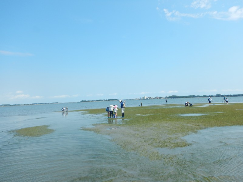 アマモ場で生き物を探します。