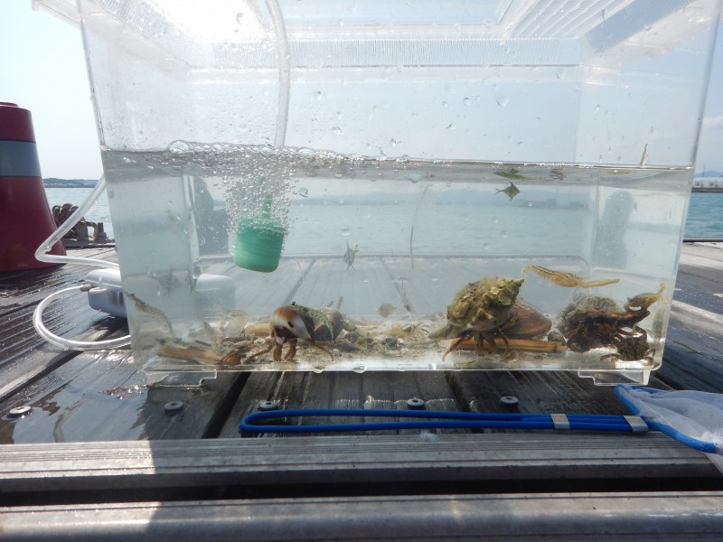 アマモ場にいた生き物