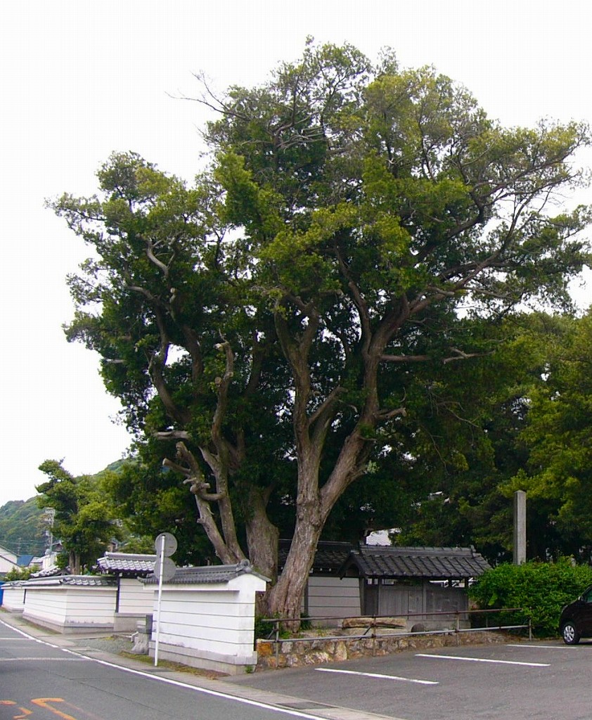 tofukujimaki2