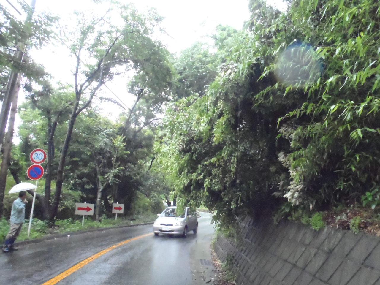 車道に飛び出している草木の写真