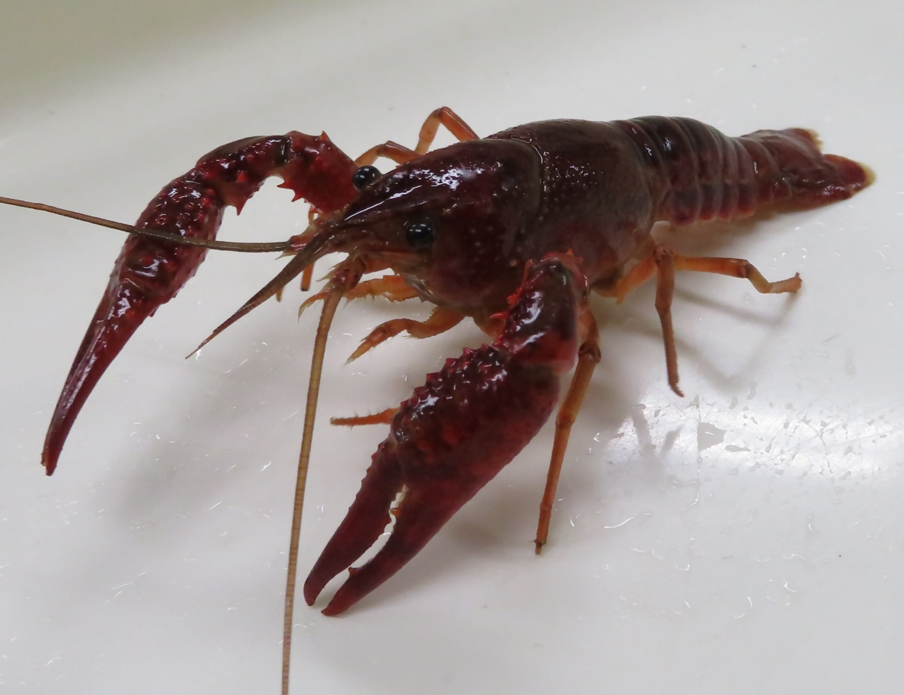 アメリカザリガニ(提供：環境省)