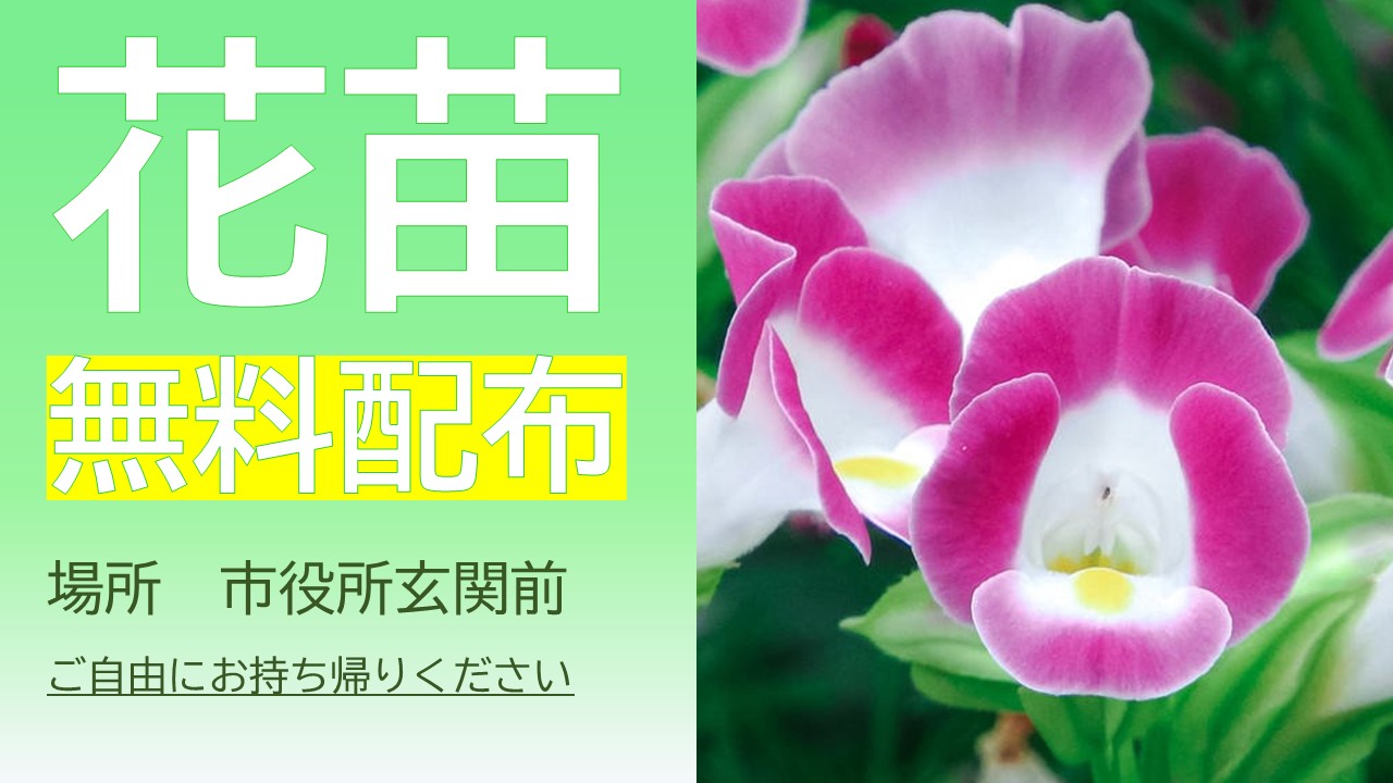 花苗無料配布