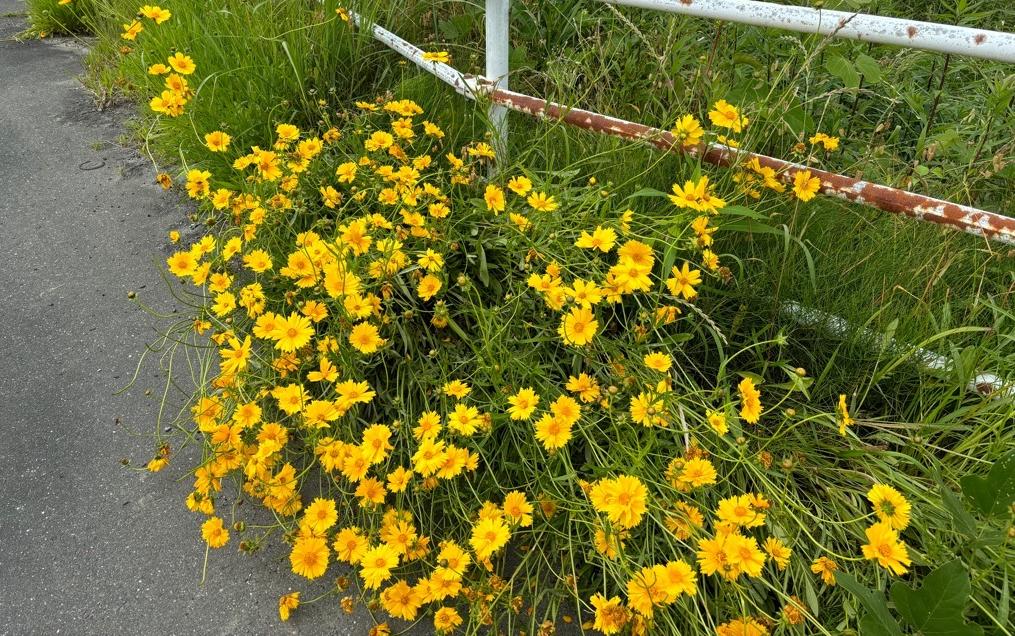 道路際に植生するオオキンケイギク