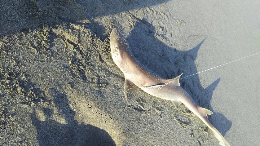 釣りで砂浜にあげられた120センチメートル程のサメの写真