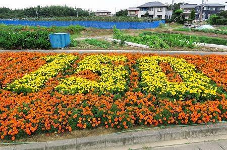 道路脇の花壇に花の会の会員さんたちが植えた黄色やオレンジ色のたくさんの花々の写真