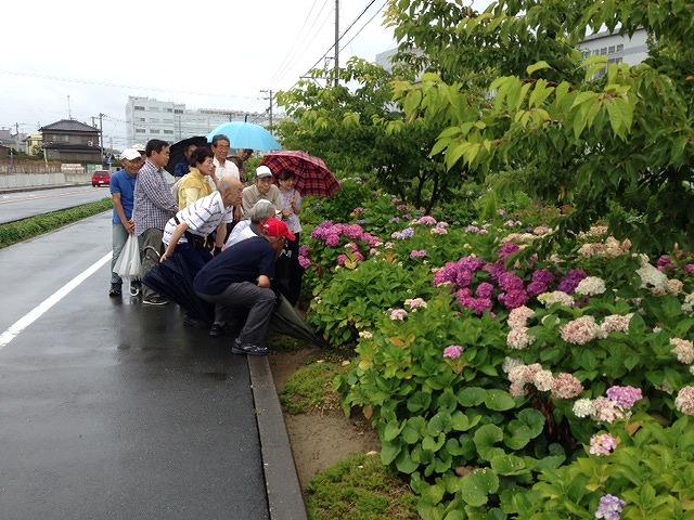 雨が降る中、傘をさしながら花の会の会員の皆さんで歩道脇の花壇に咲くあじさいの花を見ている写真