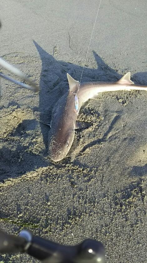 釣りで砂浜にあげられた120センチメートル程のサメのズーム写真