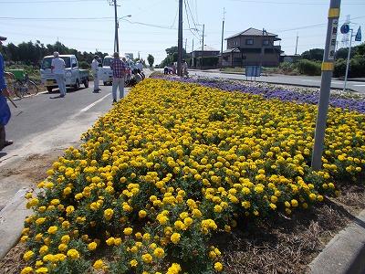 道路脇にたくさんの黄色の花が咲いている写真