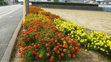 歩道脇の花壇に黄色やオレンジ色の花々がきれいに植えられている写真