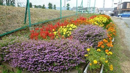 歩道脇の花壇にいろいろ種類の花々が植えてある写真