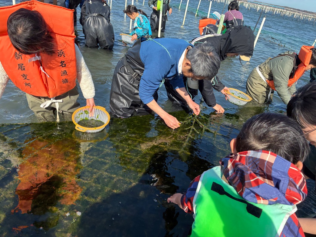海苔つみ体験