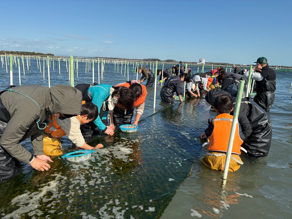 海苔つみ体験の写真