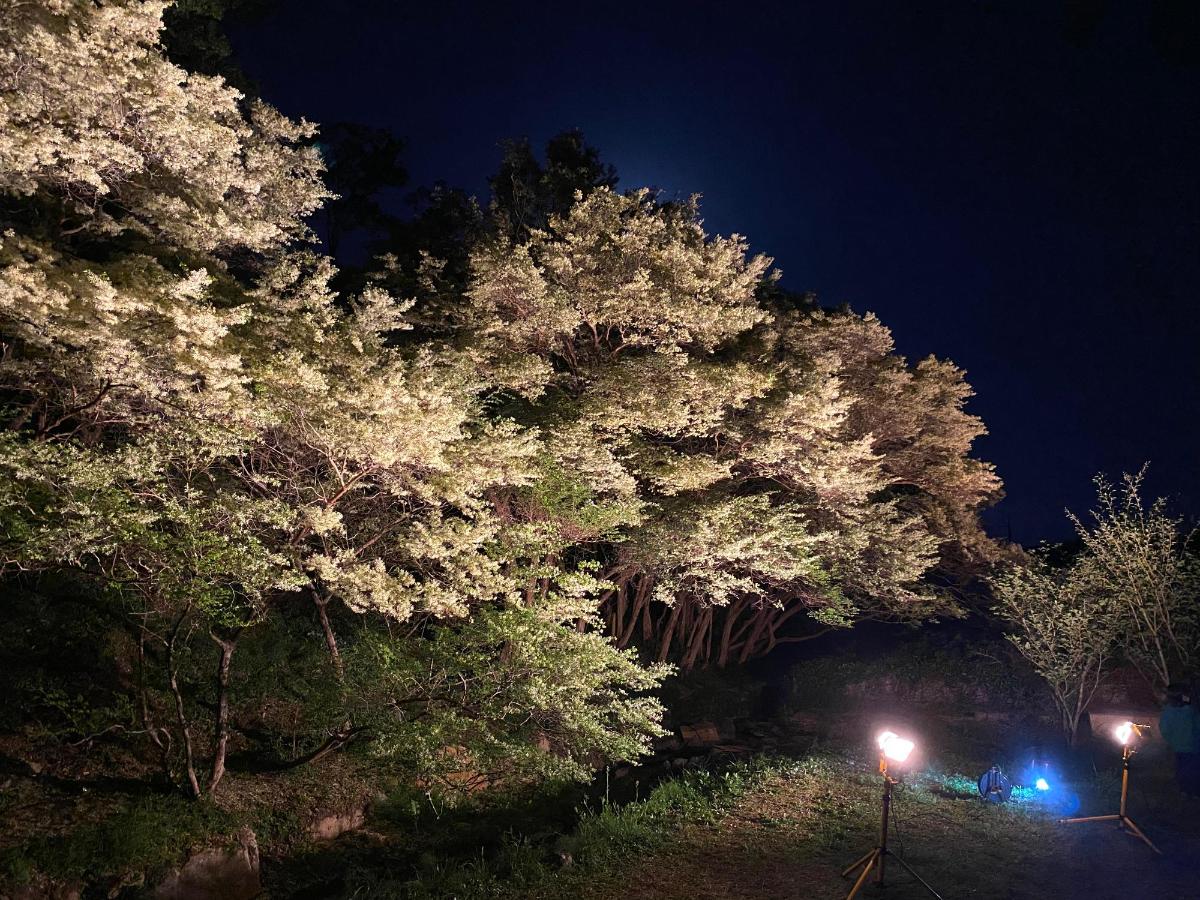 トキワマンサクライトアップ