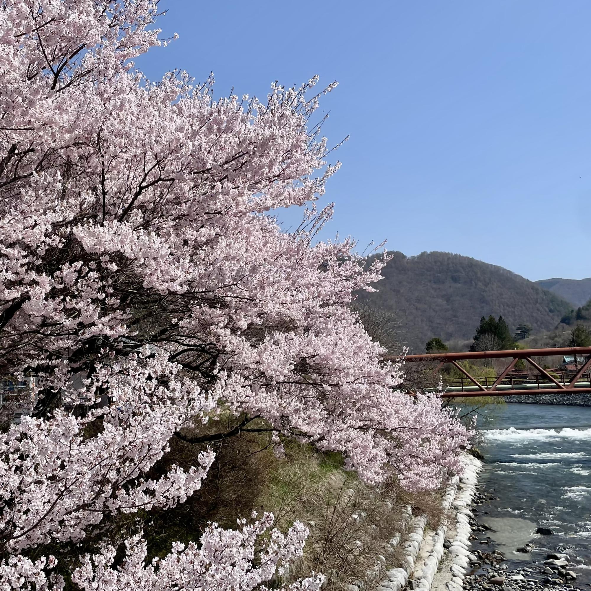 義仲橋と桜の写真
