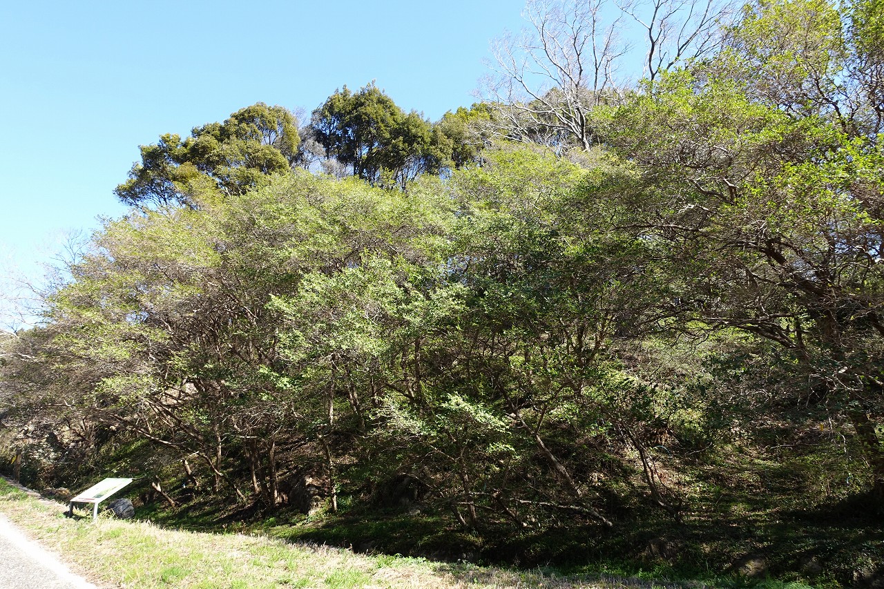 2026年3月4日の様子