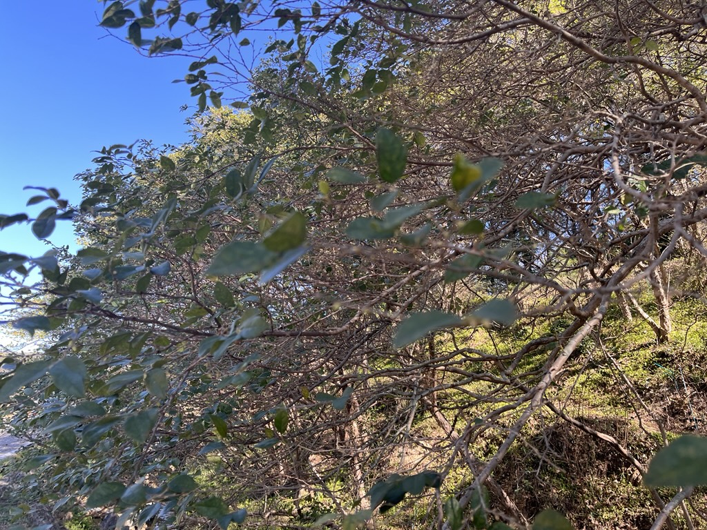 2026年3月11日の様子