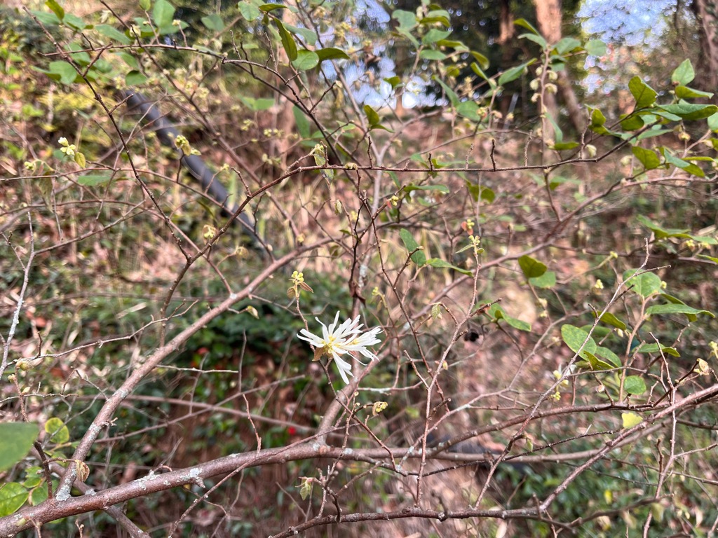 2026年3月24日の様子