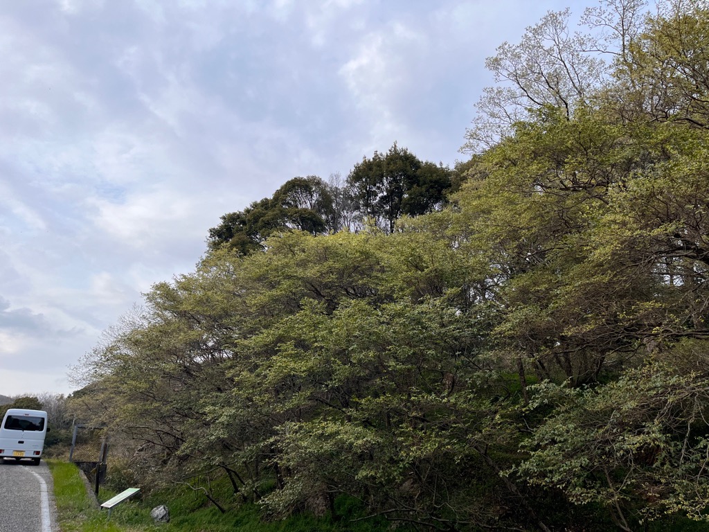 2026年3月31日の様子