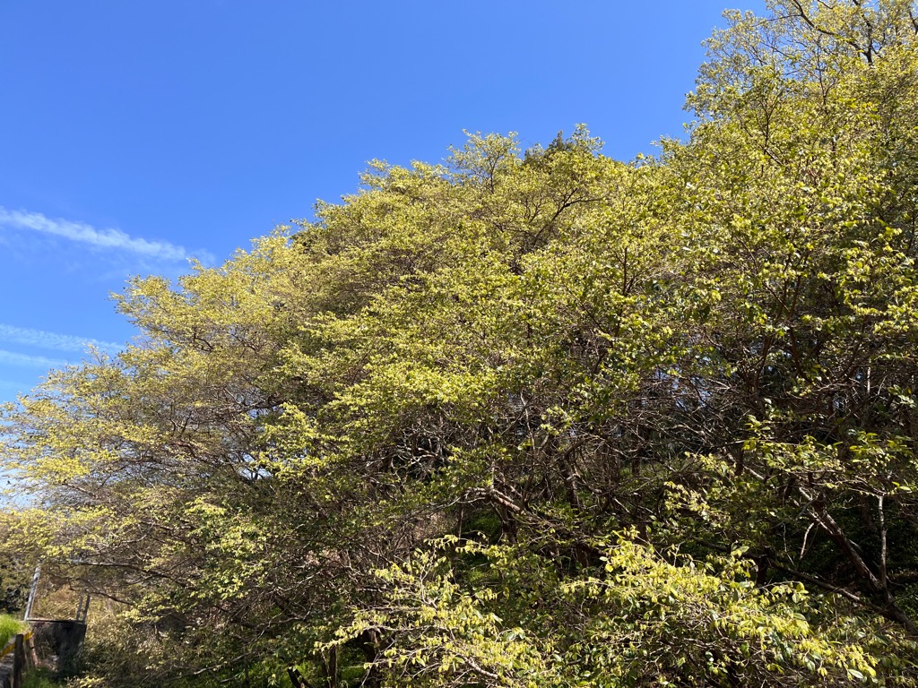 2026年4月3日の様子