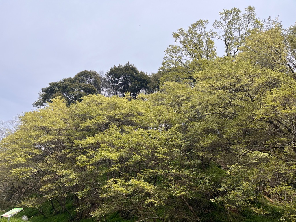2026年4月6日の様子