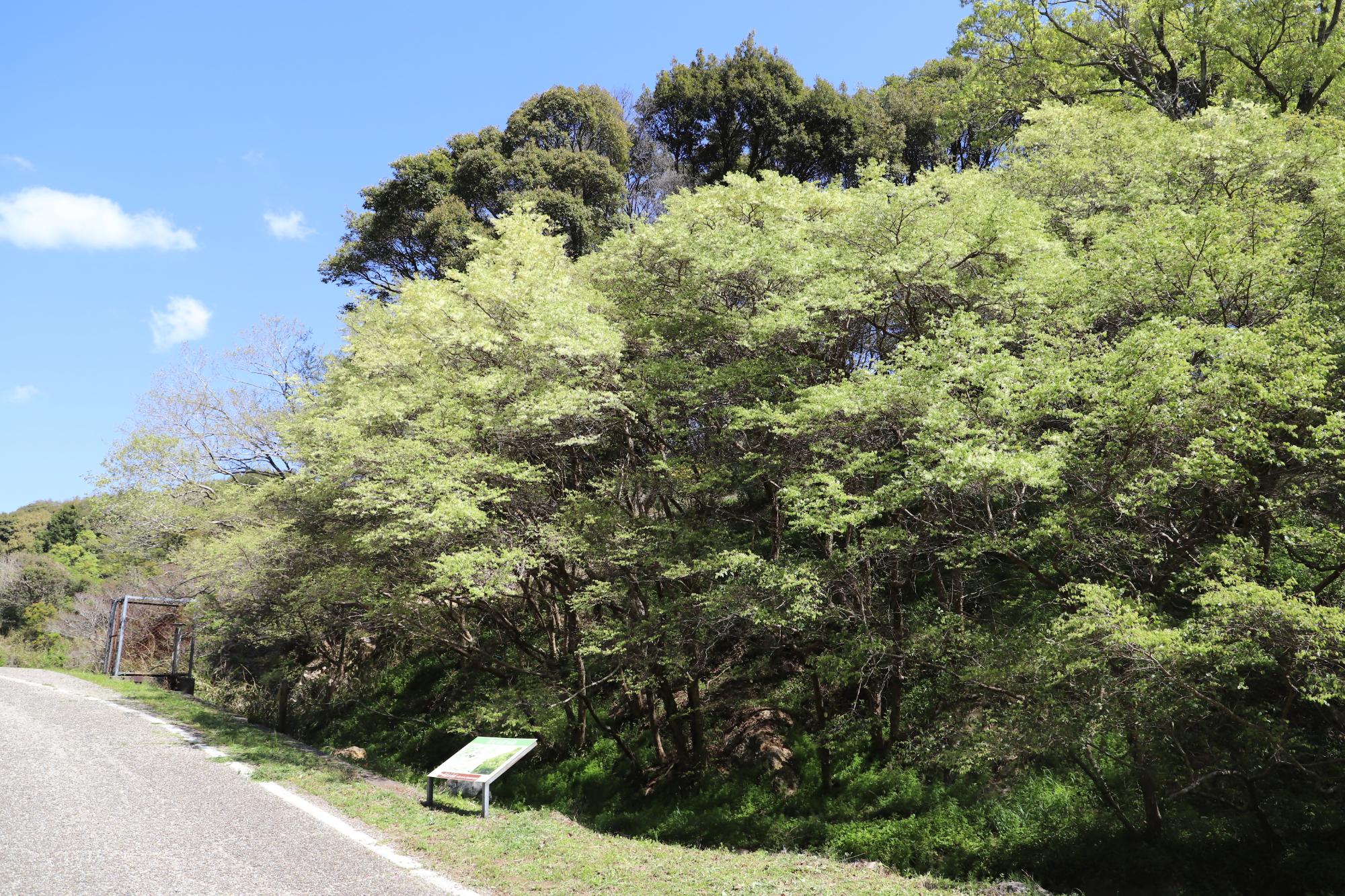 2026年4月9日の様子