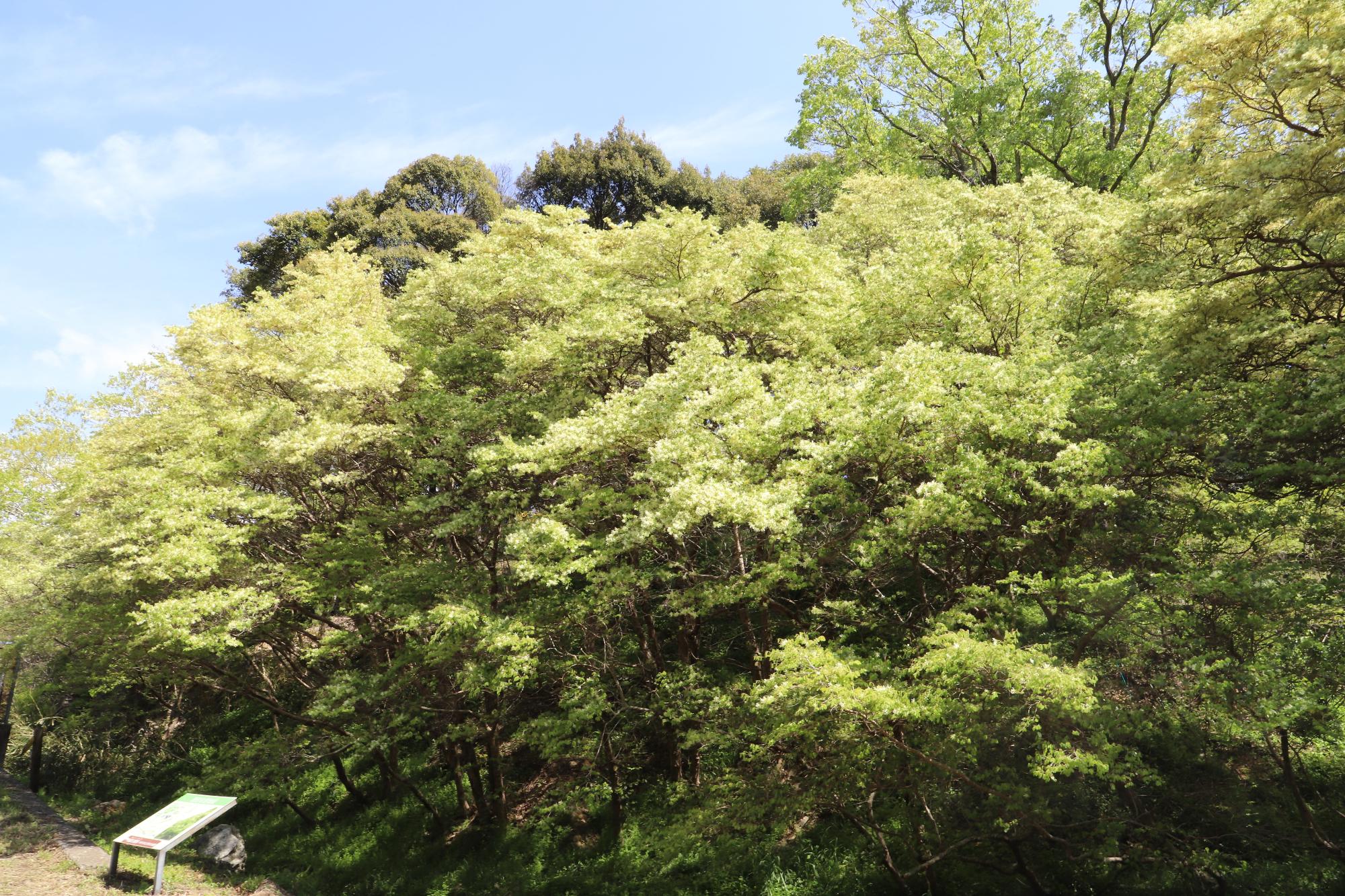 2026年4月14日の様子