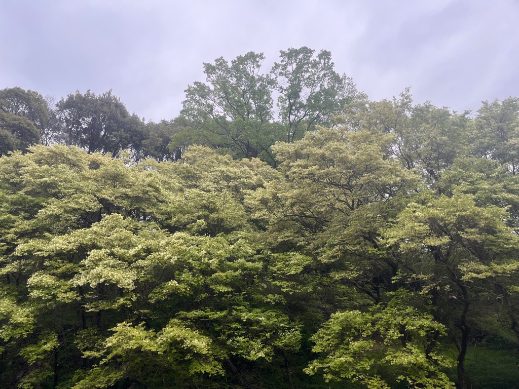 2026年4月17日の様子