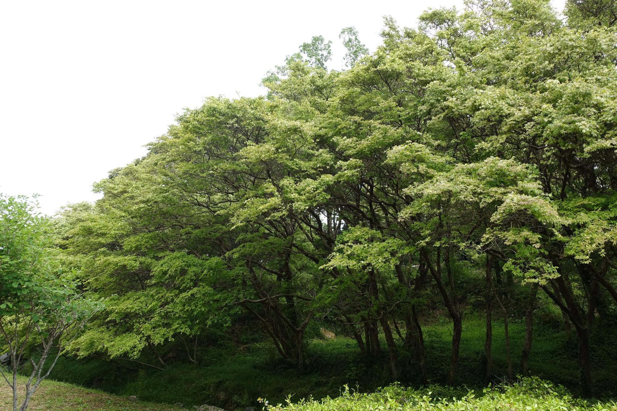 2026年4月22日の様子