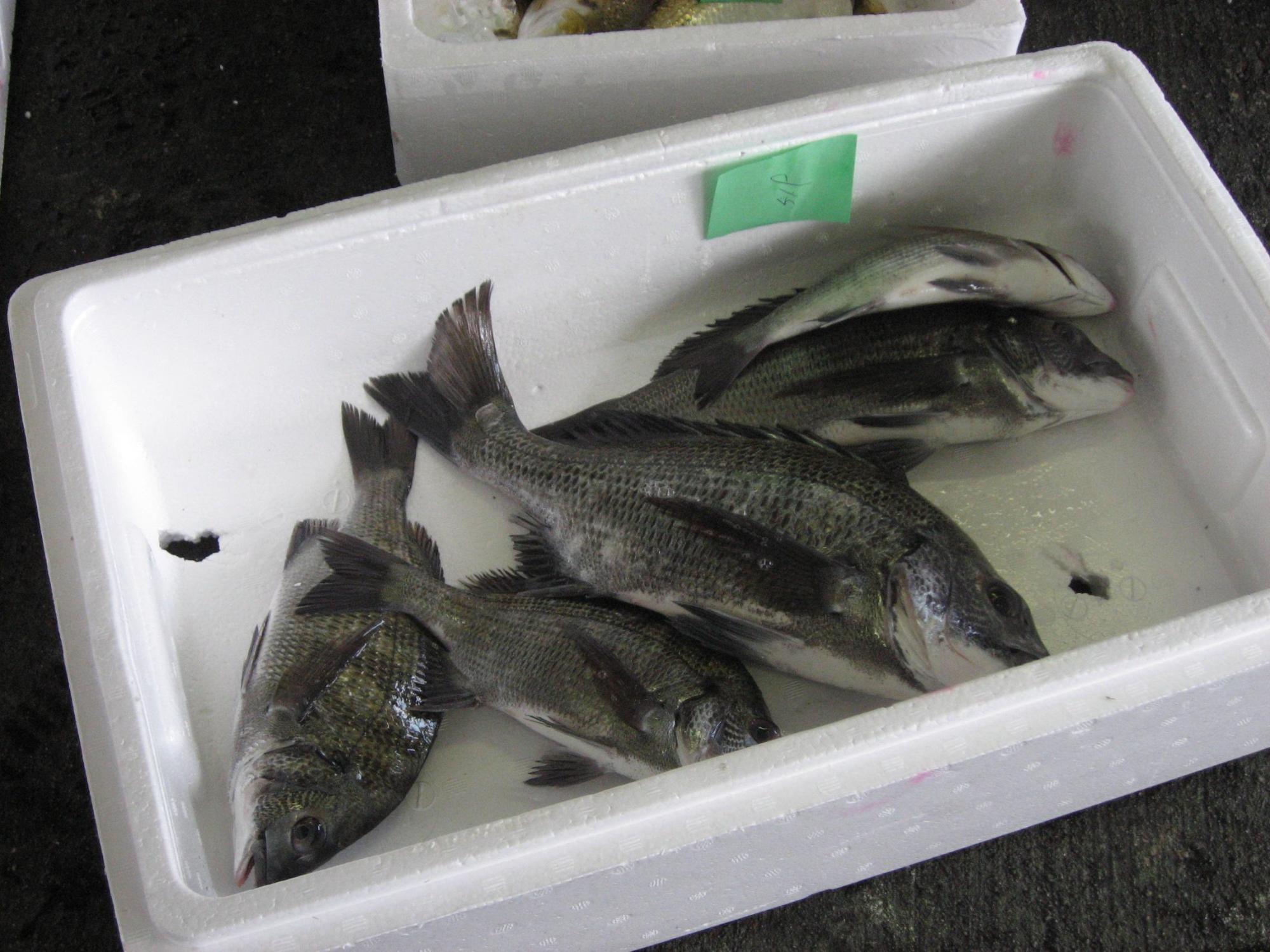 発泡スチロールの箱に入っている5匹の魚の写真