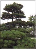 黒松の木の写真